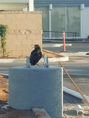 Corvus corax