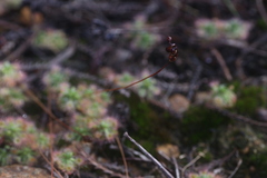 Drosera spilos