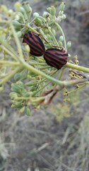 Graphosoma interruptum