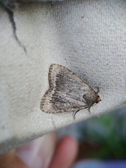 Amphipyra glabella