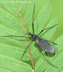 Eugnophomyia