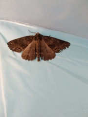 Ascotis fortunata