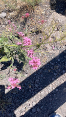 Centranthus ruber