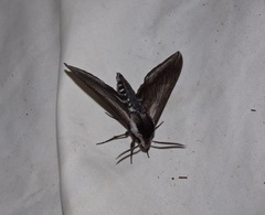 Sphinx perelegans