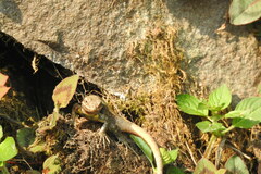 Sceloporus variabilis