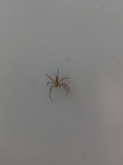 Oxyopes kraepelinorum