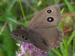 Minois dryas