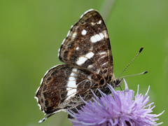 Araschnia levana