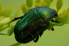Cetonia aurata