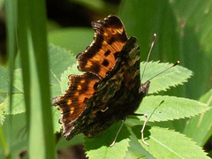 Polygonia c-album