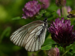 Aporia crataegi