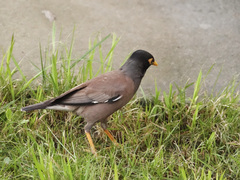 Acridotheres tristis