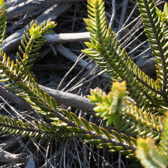 Lachnaea grandiflora