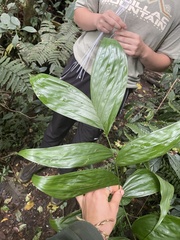 Chamaedorea pinnatifrons