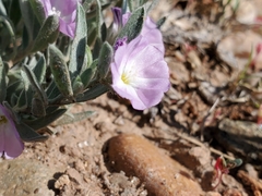 Evolvulus nuttallianus