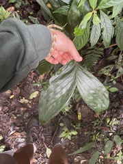 Chamaedorea pinnatifrons