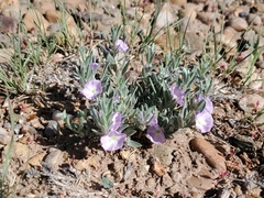 Evolvulus nuttallianus