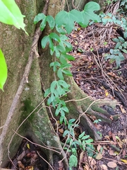 Aristolochia trilobata