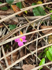 Bignonia aequinoctialis