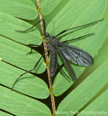 Eugnophomyia