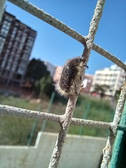 Tropinota squalida canariensis