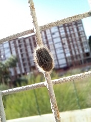 Tropinota squalida canariensis