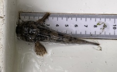Cottus perifretum