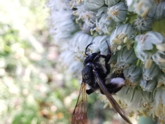 Andrena agilissima