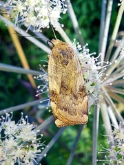 Cryptocala chardinyi