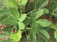 Macrotyloma geocarpum