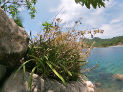 Encyclia trachycarpa