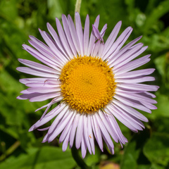 Erigeron aliceae