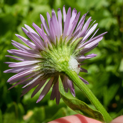 Erigeron aliceae