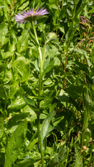 Erigeron aliceae