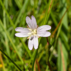 Epilobium oregonense