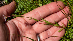 Epilobium oregonense