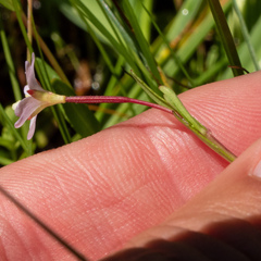 Epilobium oregonense