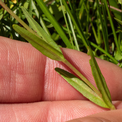 Epilobium oregonense