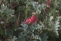 Grevillea bipinnatifida