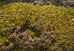 Syntrichia princeps