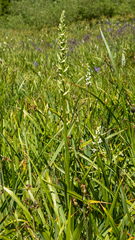 Platanthera × lassenii