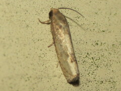 Epiblema desertana
