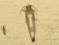 Epiblema desertana