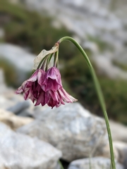 Allium insubricum