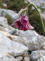 Allium insubricum