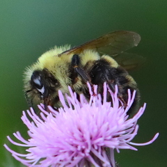 Bombus bimaculatus