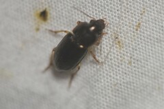 Selenophorus