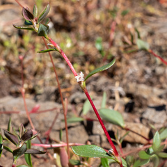 Polygonum minimum
