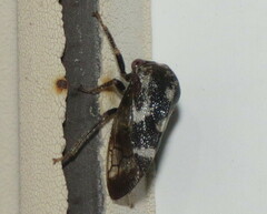 Cyrtolobus vau