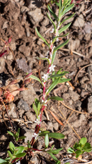 Polygonum cascadense